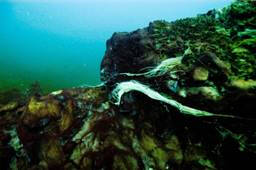 Strands of cyanobacterial mats living on the benthic sediments near a Lake Huron sinkhole.